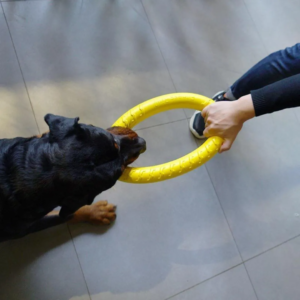 Durable Dog Ring Toys for Small, Medium, and Large Dogs - Perfect for Chewing, Fetch, and Training